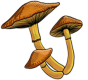mush.png mush.png